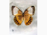 Motyl egzotyczny XXII