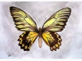 Motyl egzotyczny XXV