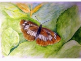 Motyl Pasyn lucylla
