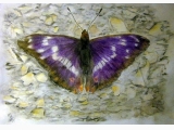 Motyl-Mieniak tęczowiec