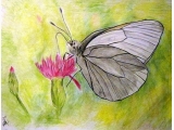 Motyl-niestrzęp głogowiec