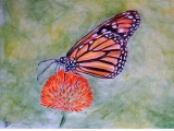 Motyl Monarcha z rusałkowatych