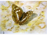 Motyl-Pasyn lucylla wołowiczek