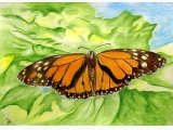 Motyl Monarcha z rusałkowatych