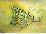 Motyl egzotyczny II