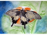 Motyl egzotyczny IV-Morpho