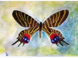 Motyl egzotyczny V