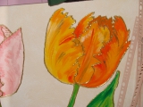 tulipany